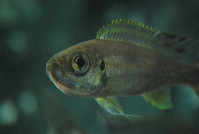 Haplotaxodon trifasciatus 'Burundi'